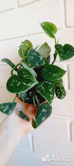 Сциндапсус Сильвер Энн / Scindapsus Silver Ann