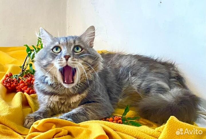 Котик ищет хозяев