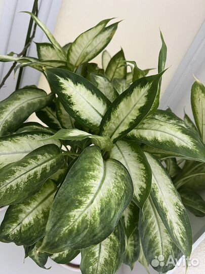 Эсхинантус Бугенвиллея Псевдэрантемум Диффенбахия