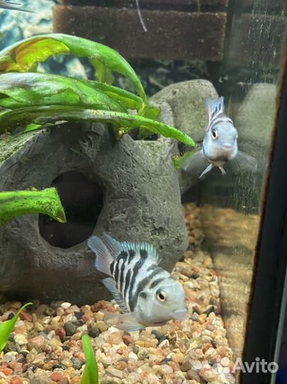 Аквариумные рыбки