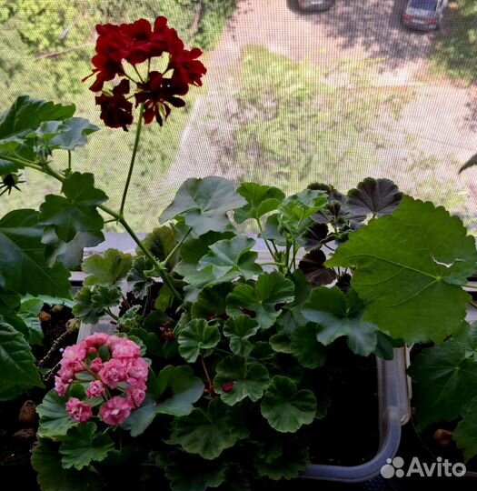 Гибискус, абутилон, герань