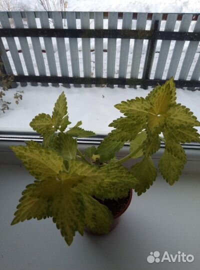 Колеусы сортовые