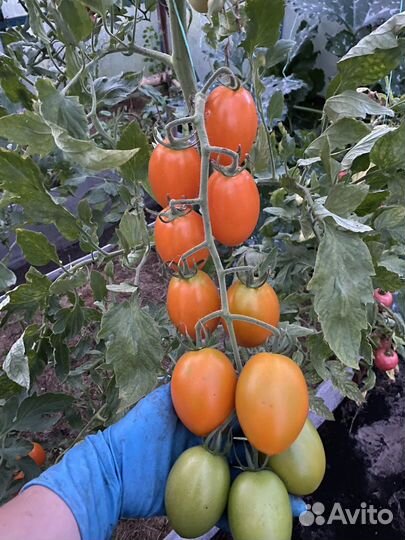 Рассада томата