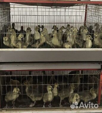 Живая птица