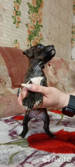 Щенки Американского Питбультера