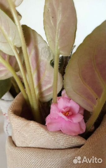 Фиалка комнатная цветущая