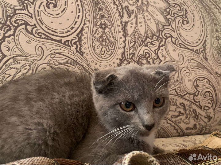 Вислоухие котята