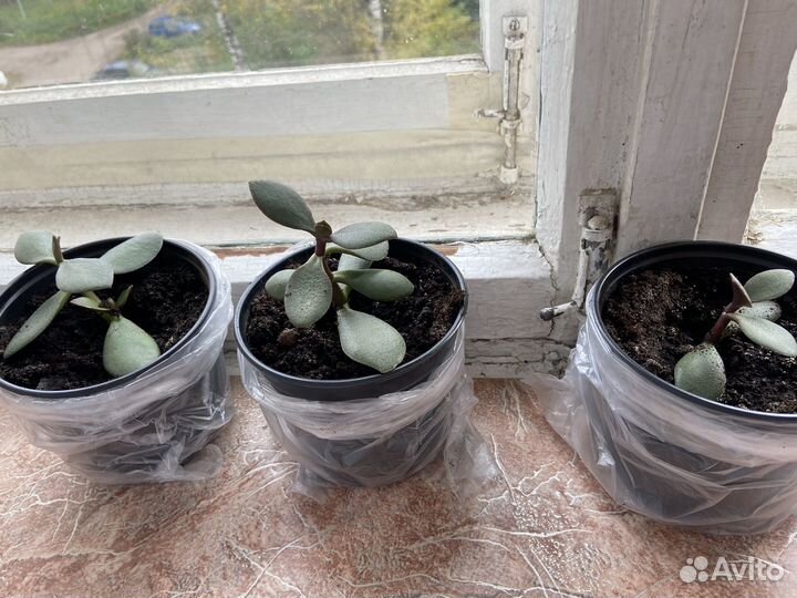 Толстянка (денежное дерево)