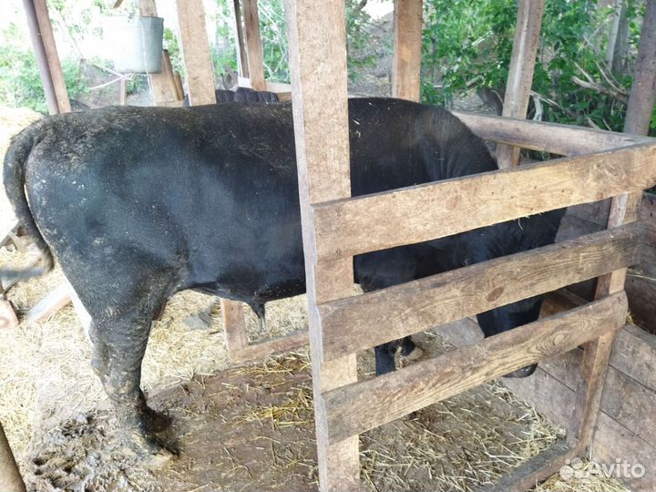 Быки телки овцы