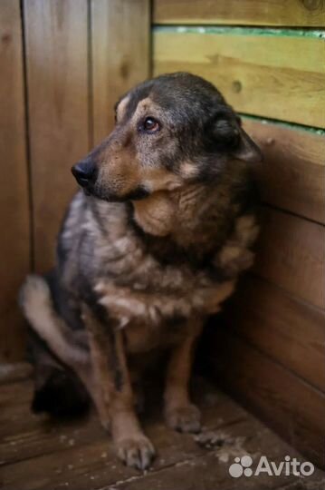 Собака из приюта в добрые руки