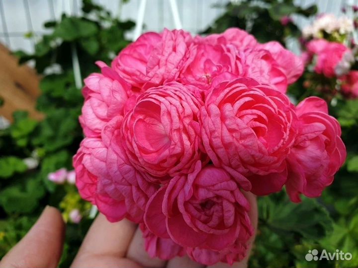 Пеларгонии сортовые (Герань)