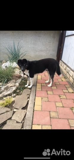 Отдам хаски бесплатно в хорошие руки