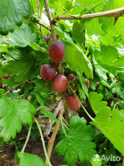 Саженцы крыжовника, чёрной смородины, калины