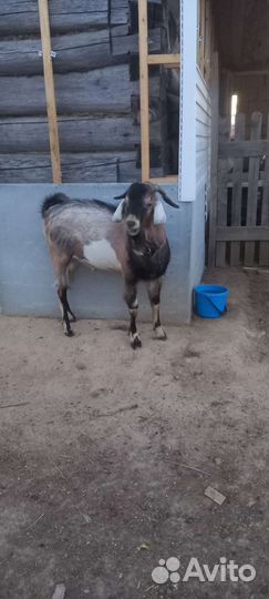 Козел нубиец и альпиец