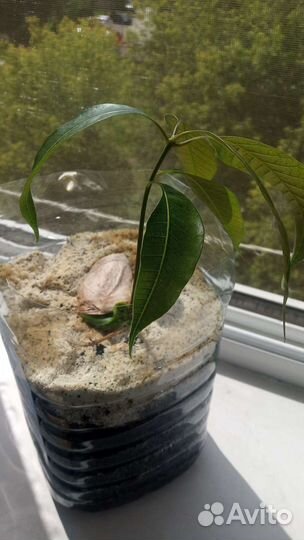 Манговое дерево