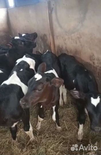 Бычки телята