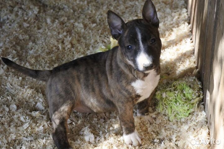 Миниатюрный бультерьер девочка