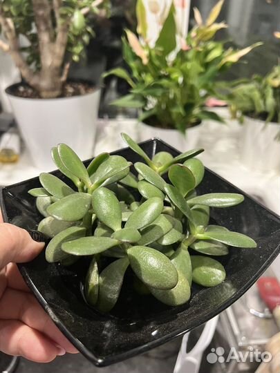 Толстянка денежное дерево