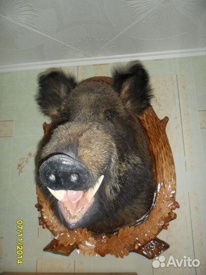 Чучело головы кабана на медальоне