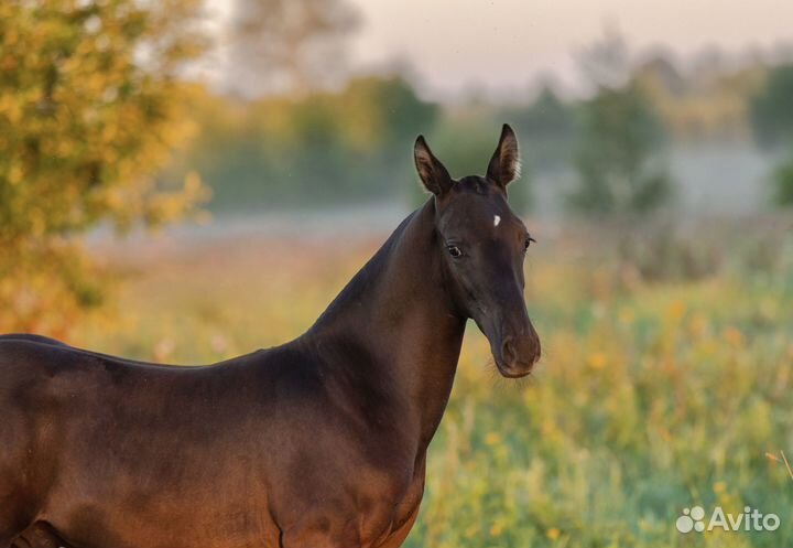 Ахалтекинский жеребец