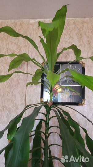 Пальма драцена - юкка, высота 2,3 метра