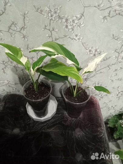 Пеларгония герань