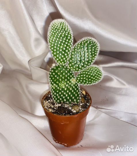 Кактус - опунция