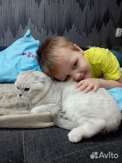 Кот на вязку