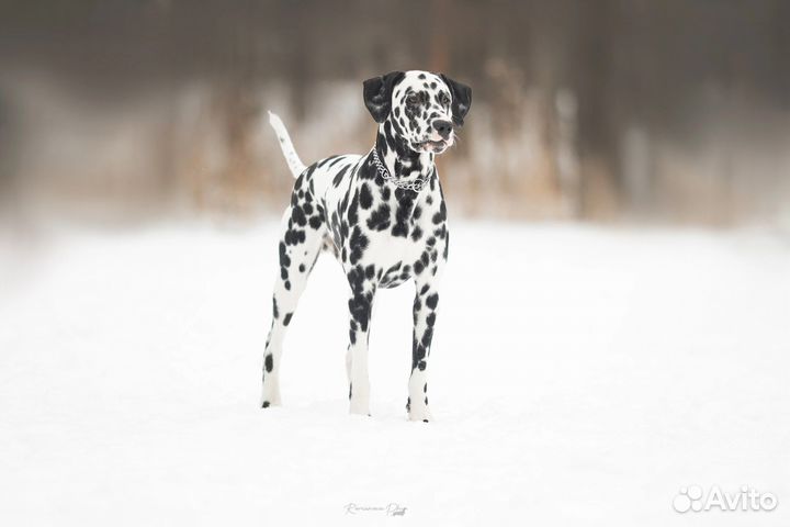 Далматин для фотосессий