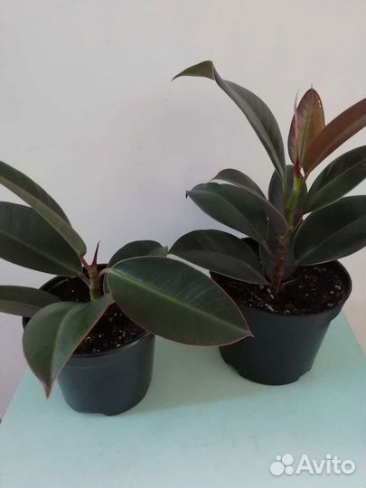 Аглонема крит, сингониум, фикусы, эписции