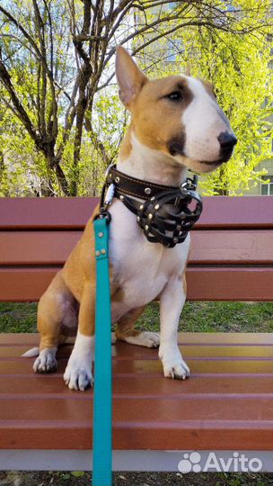 Передержка домашних животных/выгул собак