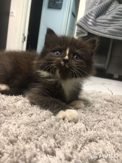 Кошка в дар