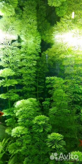 Аквариумные растения