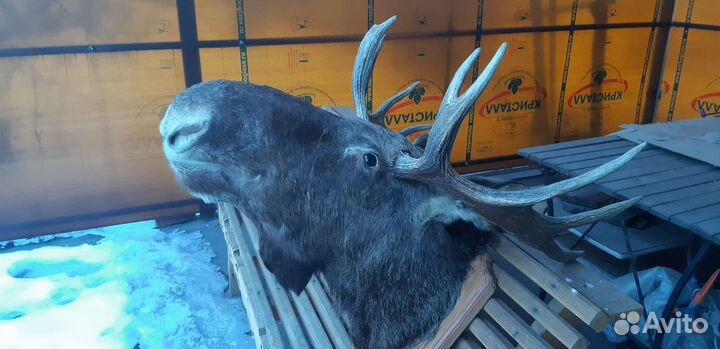 Чучело головы лося