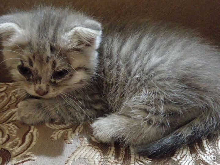 Вислоухая кошка