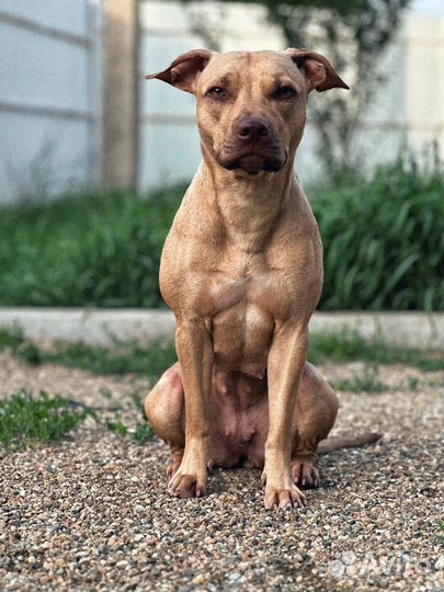 Питбуль в добрые руки,стерилизована