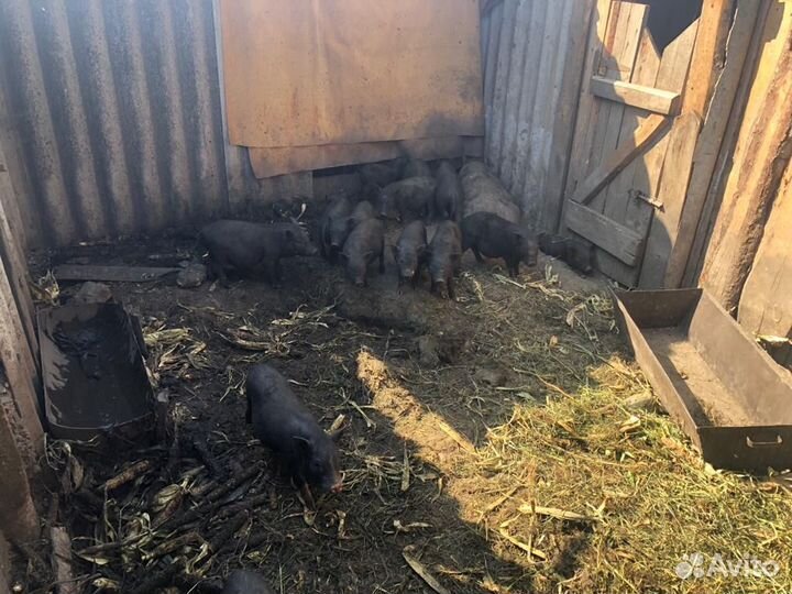 Вьетнамские поросята