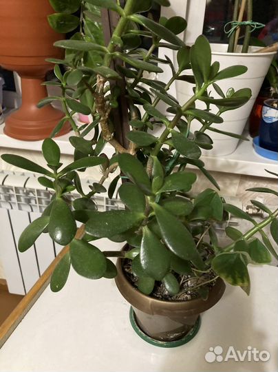 Толстянка-денежное дерево