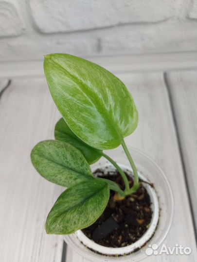 Сциндапсус мунлайт сильвер минт