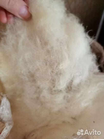 Шерсть овечья