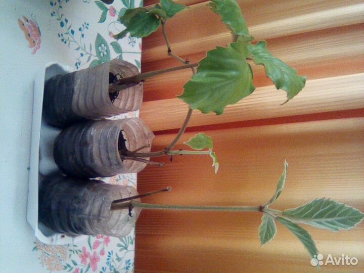 Тетрастигма