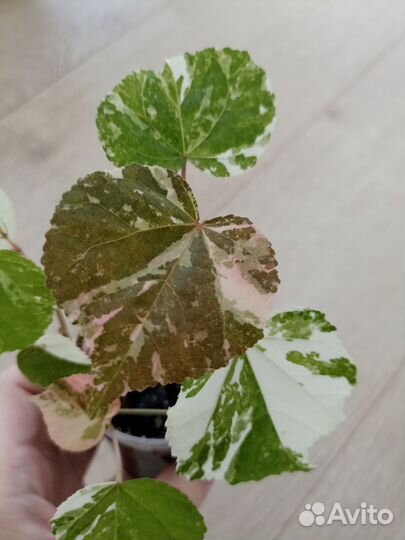 Гибискус липолистный вариегатный