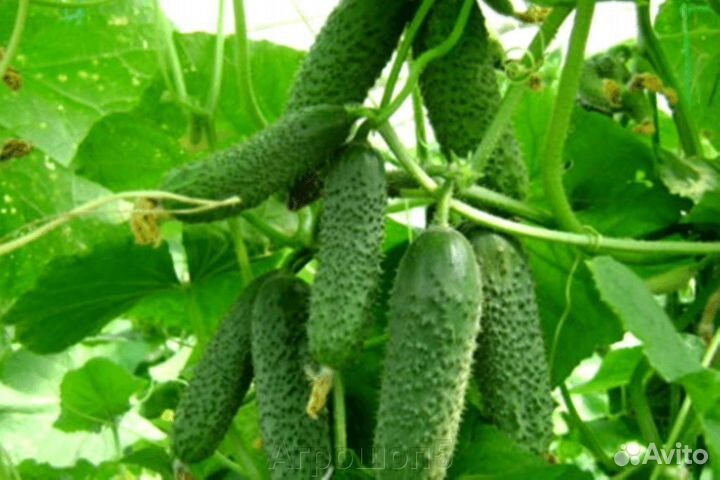 Высокоурожайный гибрид огурца Бэрд F1 Испания