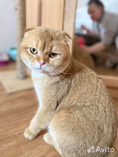 Шотландский вислоухий вязка