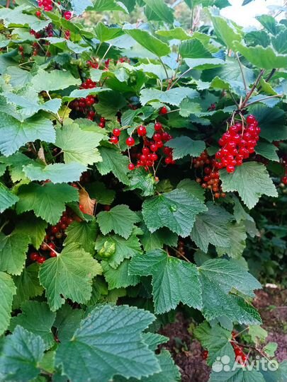 Красная смородина
