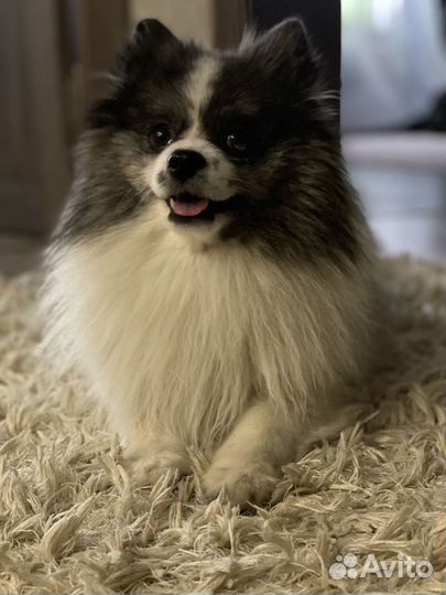 Вязка собак шпиц