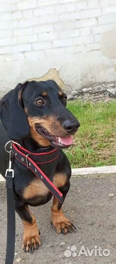 Такса бесплатно