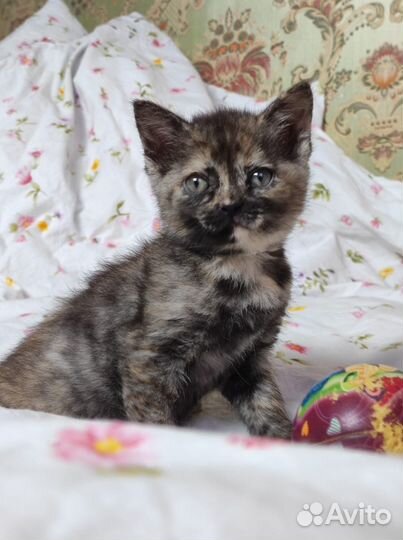 Котята в добрые руки приучены к лотку
