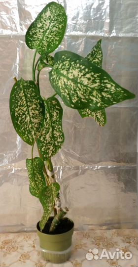Продам дифенбахию