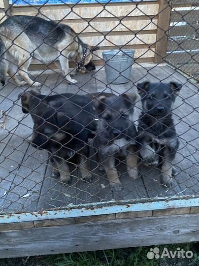 Отдадим щенков